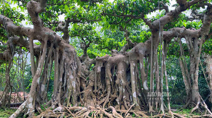Vi Ke Ornamental Plant Village