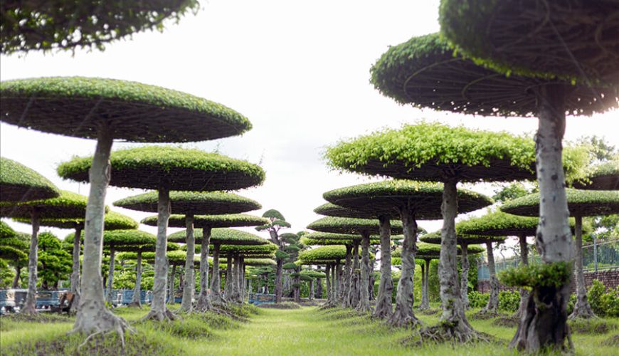 Vi Khe Ornamental Plant Village