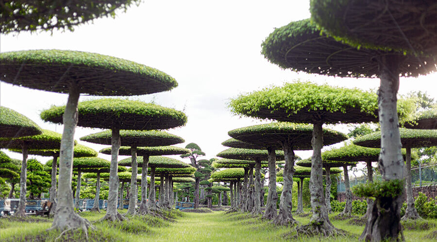 Vi Khe Ornamental Plant Village