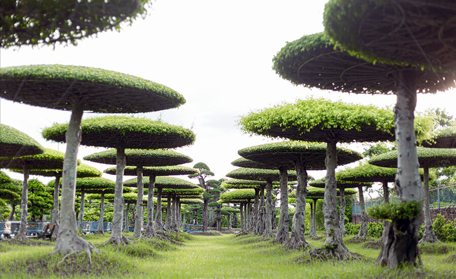 Vi Khe Ornamental Plant Village