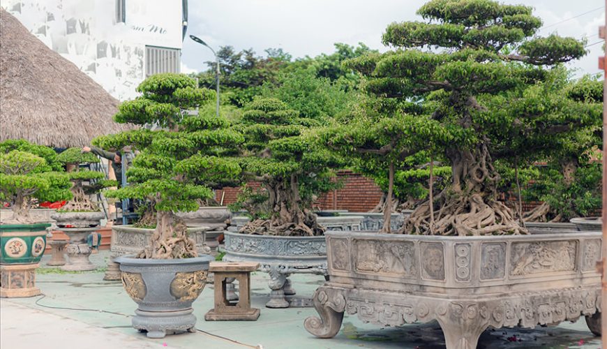 Vi Khe Ornamental Plant Village