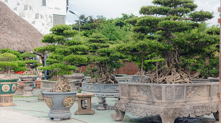 Vi Khe Ornamental Plant Village