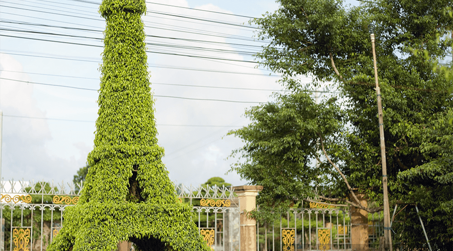 Vi Khe Ornamental Plant Village