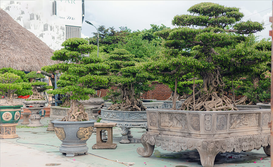 Vi Khe Ornamental Plant Village