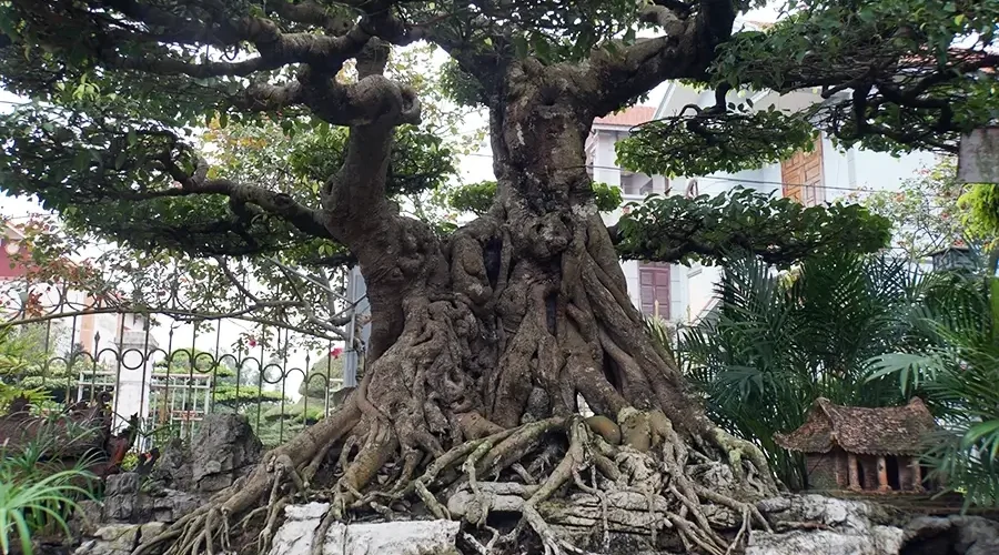 Vi Khe Ornamental Plant Village