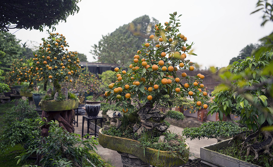 Kumquat in Vi Ke Ornamental Plant Village
