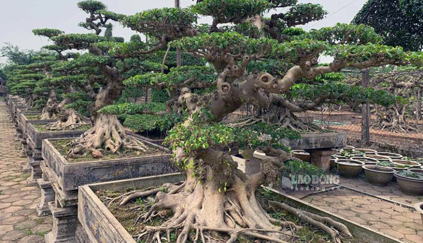 Vi Khe Ornamental Plant Village