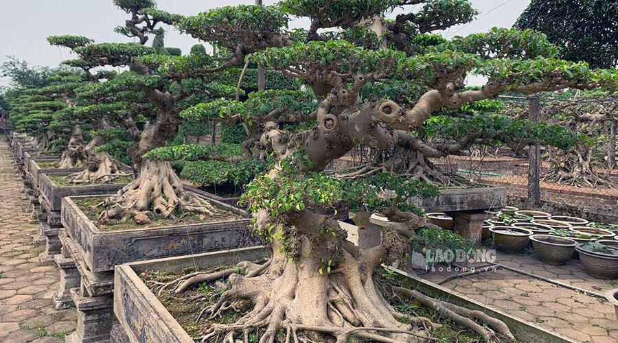 Vi Khe Ornamental Plant Village