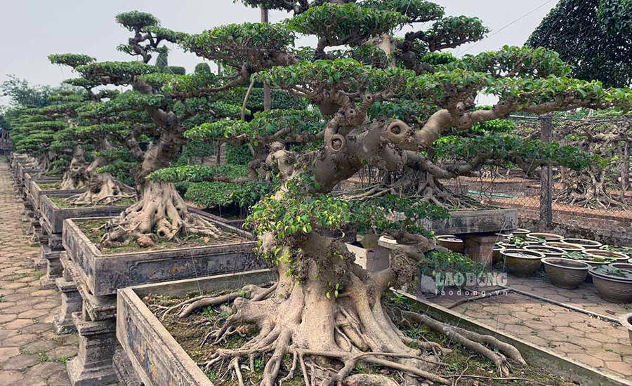 Vi Khe Ornamental Plant Village