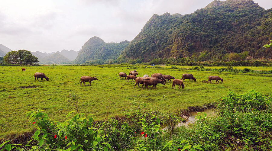 Viet Hai ancient village