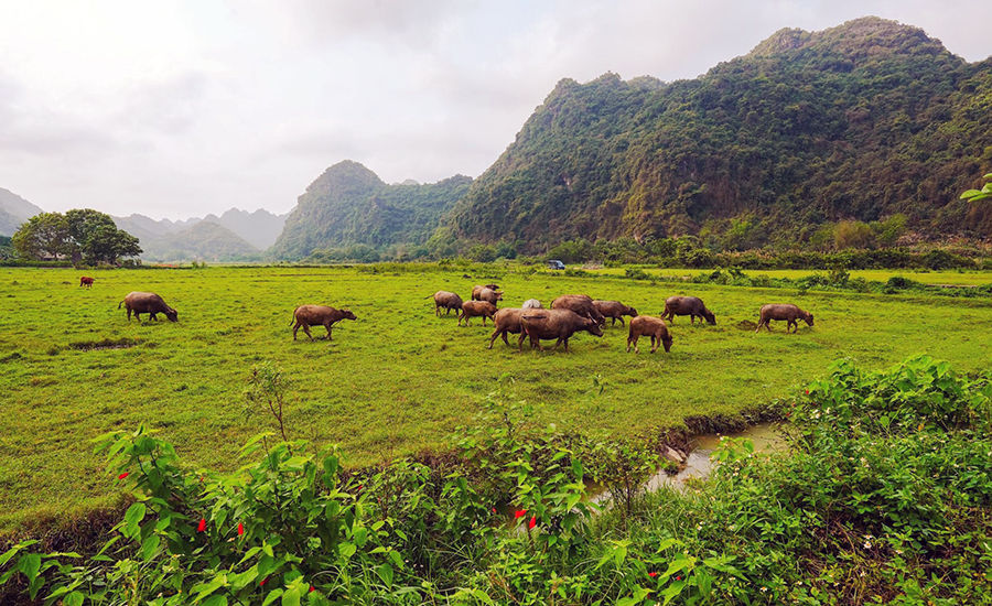 Viet Hai ancient village