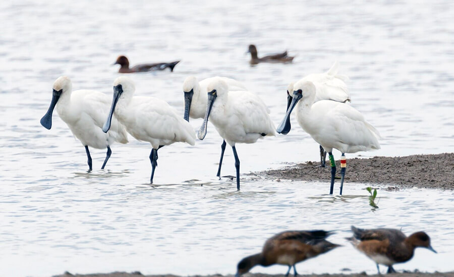 Xuan Thuy National Park