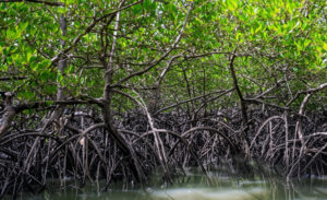 Xuan Thuy National Park