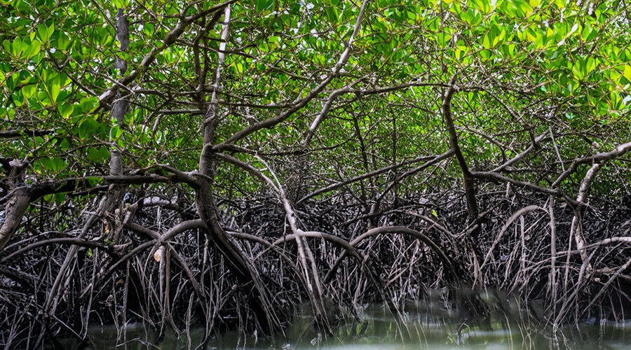 Xuan Thuy National Park