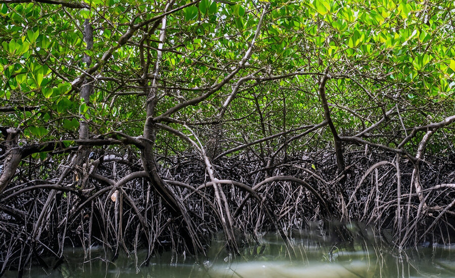 Xuan Thuy National Park