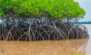 Xuan Thuy National Park
