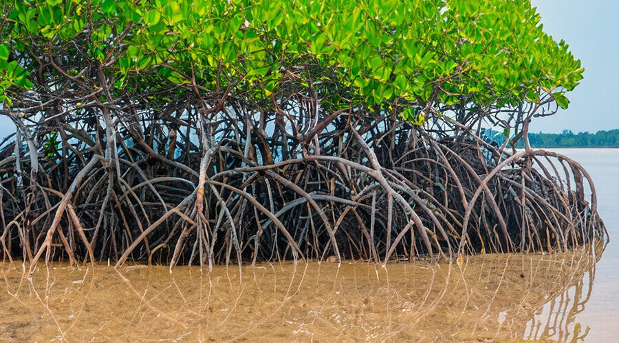 Xuan Thuy National Park