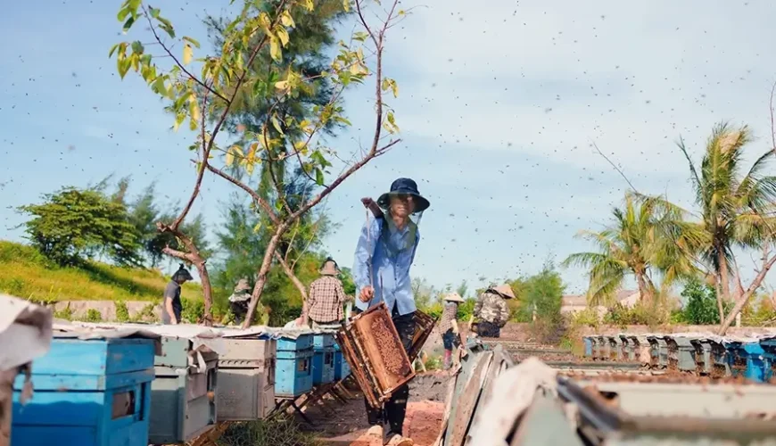 bee keeping in Xuan Thuy National Park