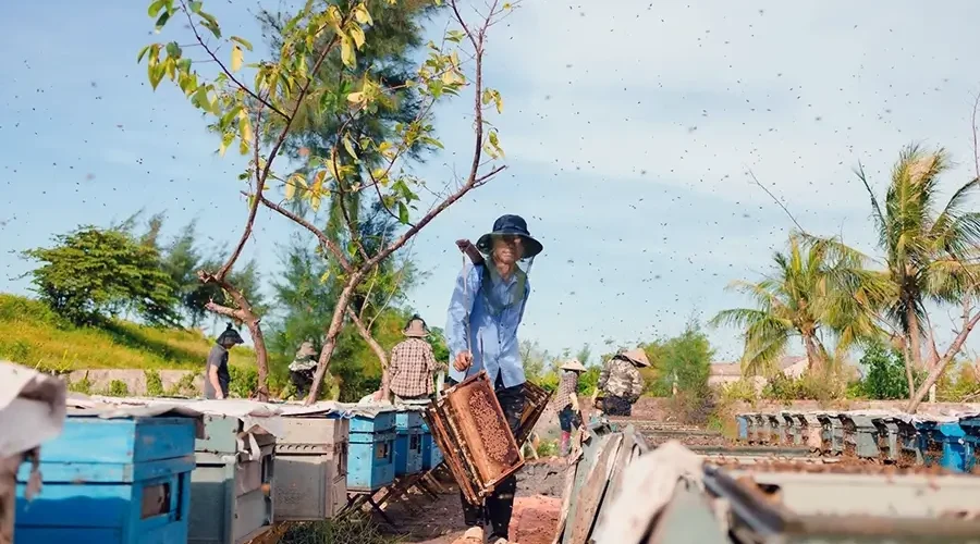 bee keeping in Xuan Thuy National Park