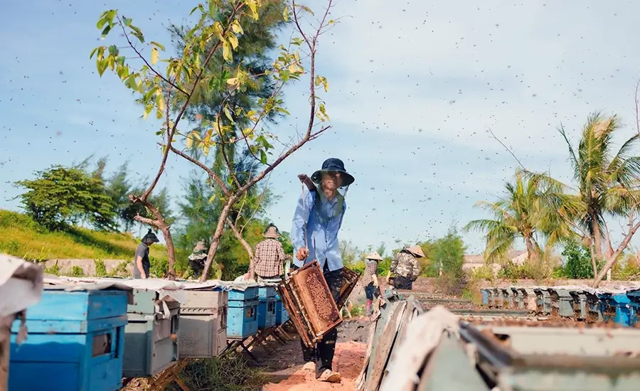 bee keeping in Xuan Thuy National Park