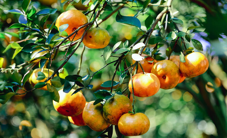 Lai Vung pink grapefruit