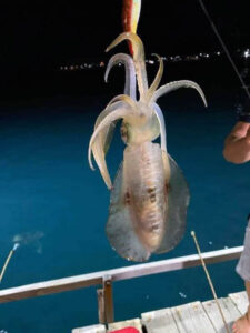 squid fishing in Son island