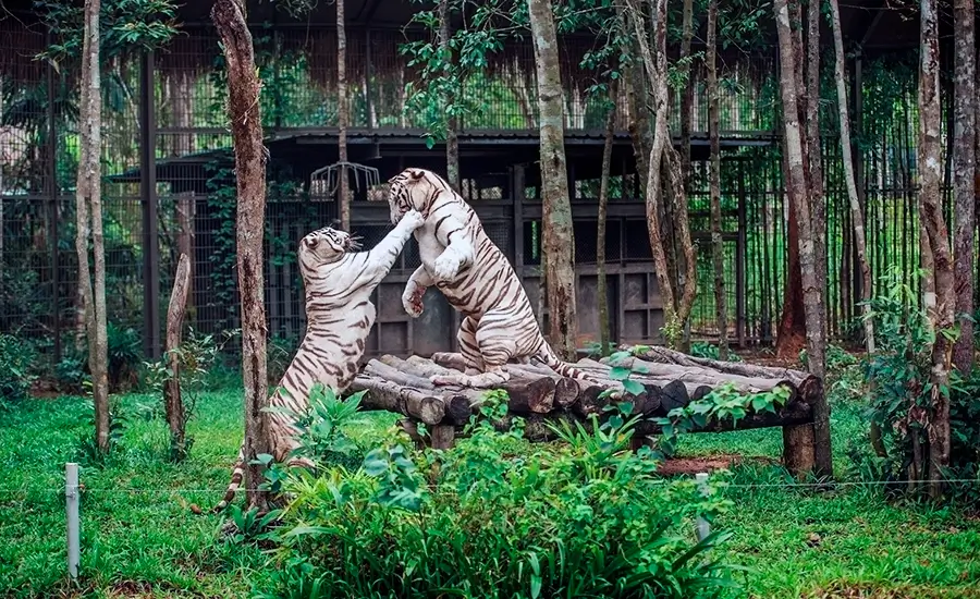 Vinpearl Safari Phu Quoc