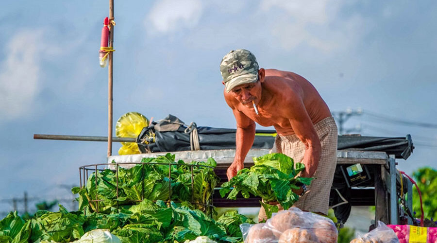 Mekong Delta region on the "cay beo"