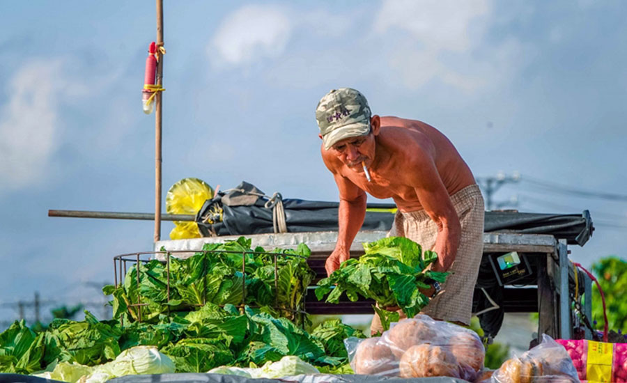 Mekong Delta region on the "cay beo"