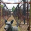 Phu Quoc Prison