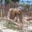 tiger cage in Phu Quoc prison