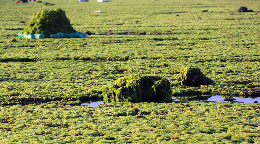 The moss field in Tu Thien village is more than 4km long.