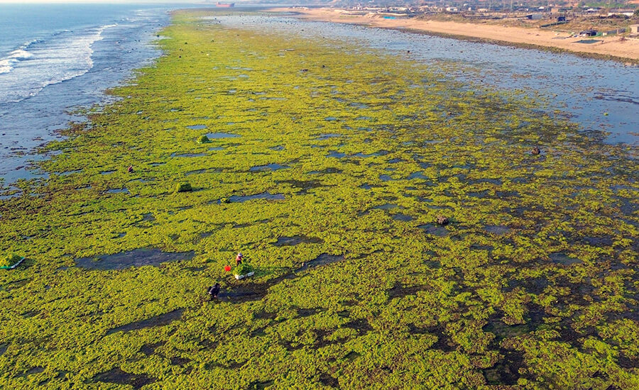 The enchanting beauty of the sea moss fields