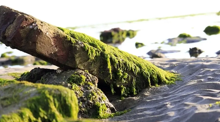 The enchanting beauty of the sea moss fields