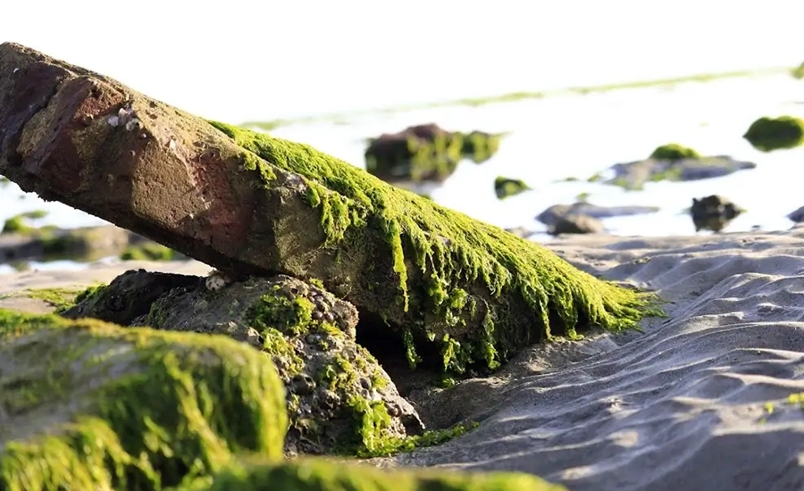 The enchanting beauty of the sea moss fields