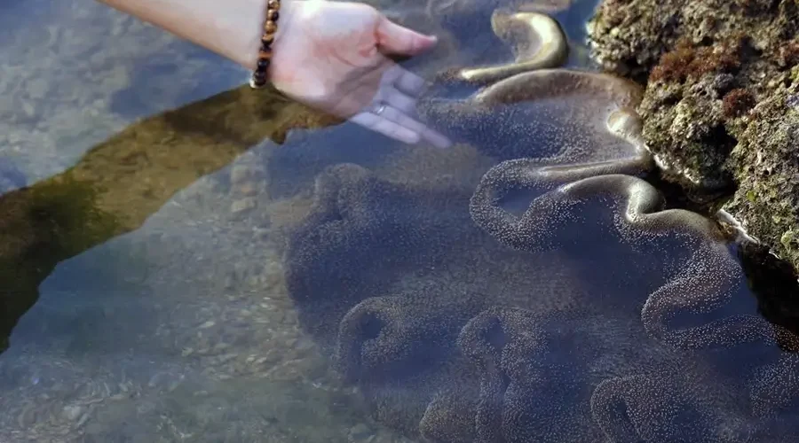 The enchanting beauty of the sea moss fields