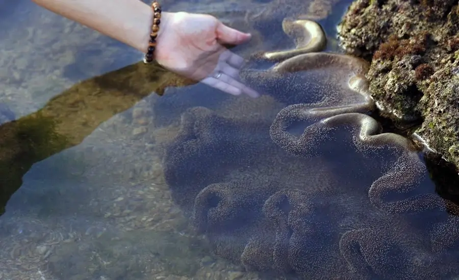 The enchanting beauty of the sea moss fields