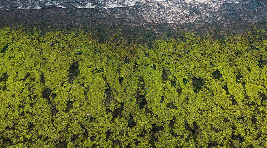 The enchanting beauty of the sea moss fields