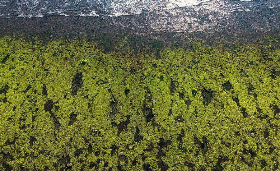 The enchanting beauty of the sea moss fields