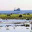 The enchanting beauty of the sea moss fields