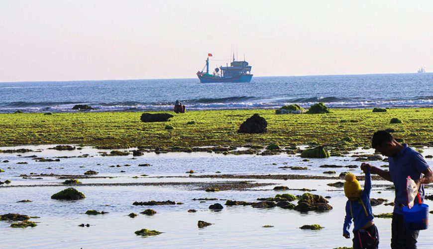 The enchanting beauty of the sea moss fields