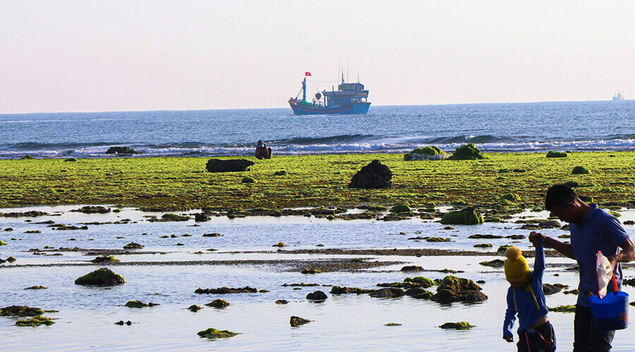The enchanting beauty of the sea moss fields