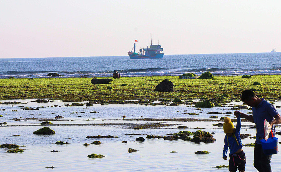 The enchanting beauty of the sea moss fields