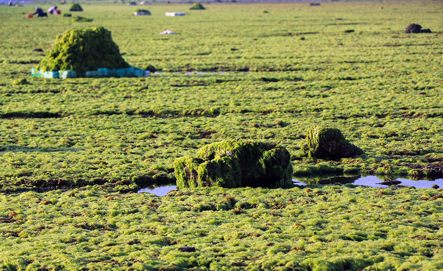 The moss field in Tu Thien village is more than 4km long.