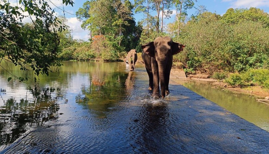 Yok Don National Park