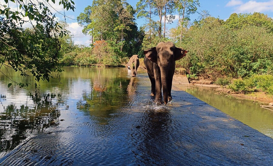 Yok Don National Park
