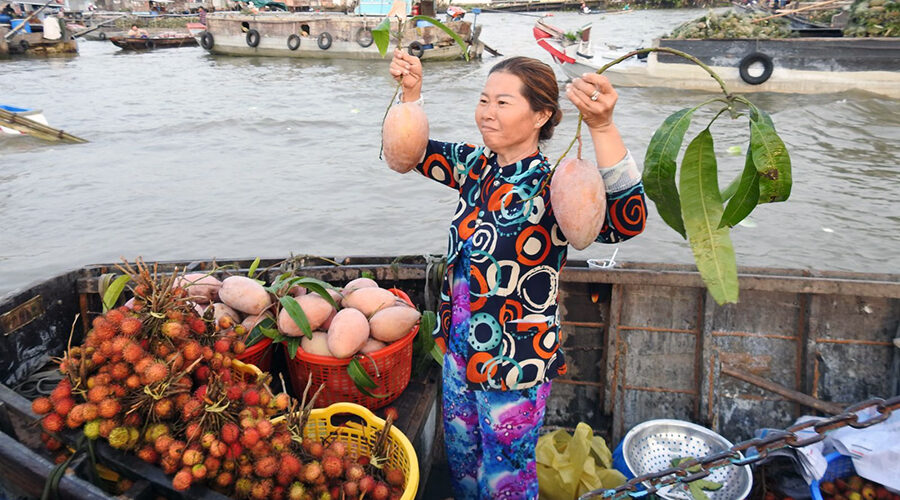 Mekong Delta region on the "cay beo"