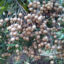 Bac Lieu Ancient Longan Garden