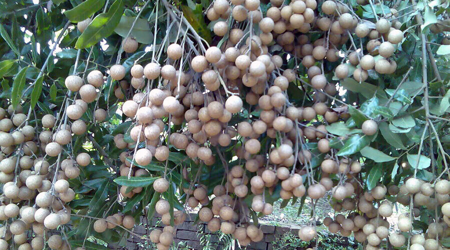 Bac Lieu Ancient Longan Garden