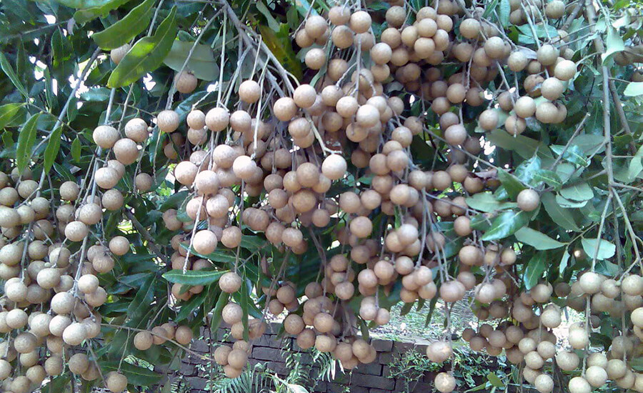 Bac Lieu Ancient Longan Garden